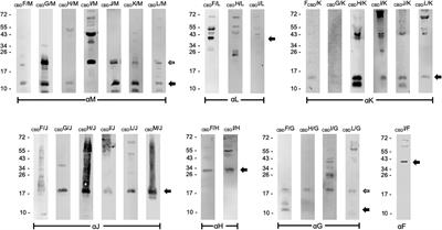 Accessory Gvp Proteins Form a Complex During Gas Vesicle Formation of Haloarchaea